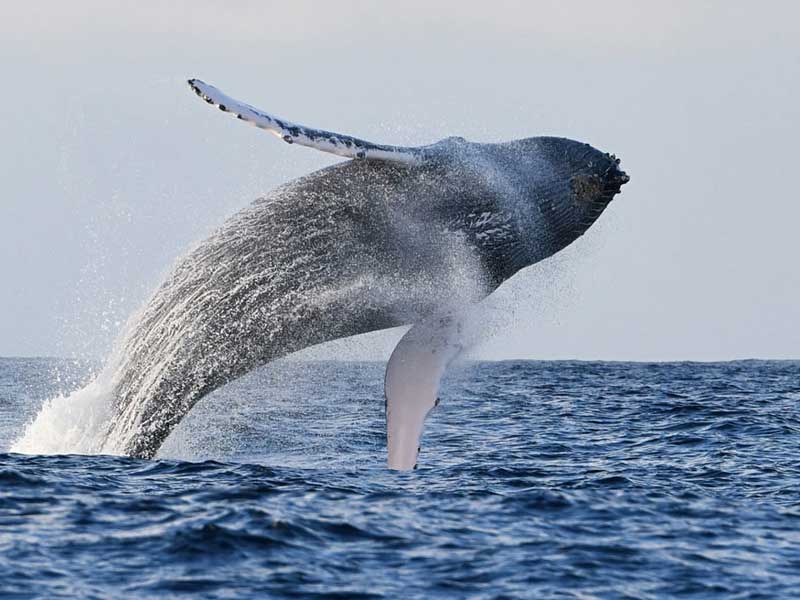 rencontre-baleine-guadeloupe
